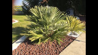 chamaerops humilis vulcano palmier nain [upl. by Tillo968]