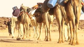 Les Toubous du Sahara  Tchad [upl. by Ragland966]