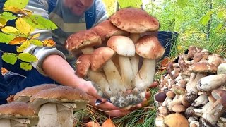 Mushrooms have taken over the forest The giant mushrooms keep growing Mushrooms 2024 [upl. by Adnol]