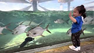 Vid083 Cebu Ocean Park  Fish [upl. by Combs]