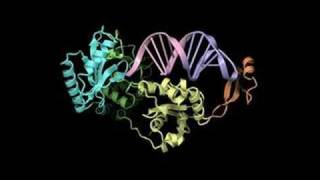 Mechanism of templateindependent CCA addition by CCAadding enzyme [upl. by Aydin]