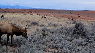 Massive Elk Herd Passes Through Farm Field – MustSee Trail Cam Footage [upl. by Llenart]