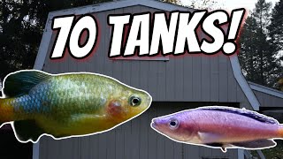 All My Tanks Full Fish Room Tour [upl. by Anilave255]