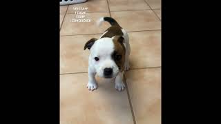 Staffordshire Bull Terriers dog staffy puppy [upl. by Vinaya]