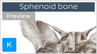 Sphenoid bone Isolated views Landmarks Functions preview  Human Anatomy  Kenhub [upl. by Ronyam]