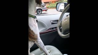 Whippet honking horn to get his owner to return [upl. by Retsila]