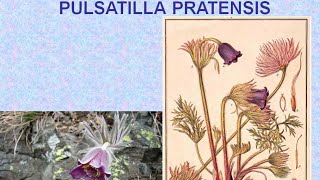 PULSATILLA PRATENSIS  ΑΝΤΙΜΕΤΩΠΙΣΗ ΟΞΕΩΝ ΚΑΤΑΣΤΑΣΕΩΝ ΜΕ ΟΜΟΙΟΠΑΘΗΤΙΚΗ [upl. by Hepsiba]