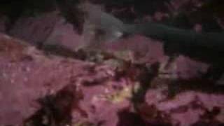 Giant Octopus Eats Sharks at Aquarium [upl. by Boesch]