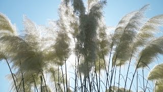 Cortaderia  Lijepi cvijet iz Čađavice [upl. by Arjun]