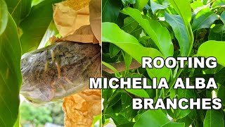 Easily Rooting Michelia Alba White Chamaca Branches  Magnolia Alba Air Layering Update 白兰空中压条繁殖 [upl. by Adnohsek886]