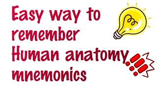 How to remember the human anatomy with mnemonics I Bones of the Upper Limbs [upl. by Harrus457]