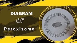 Peroxisomes  Structure  Diagram  Pharma Edu Verse [upl. by Blanka]