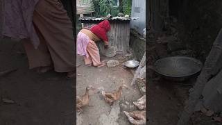 A woman released a duck from a duck house made of bamboo in the village shorts [upl. by Abra336]