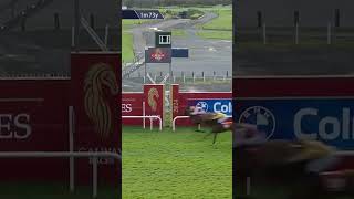 Youll never guess how many horses this commentator says in 30 seconds horseracing racingtv sport [upl. by Ayocat]