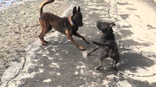 Dog Aggressive Pit Bull Socialization Progress  Dog Training in Buffalo NY [upl. by Prady159]