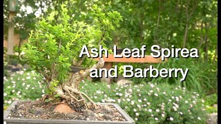 Ash Leaf Spirea amp Barberry Daves Bonsai E218 [upl. by Brandwein]