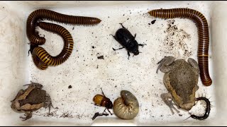 Hunting Small Centipedes and Giant Millipedes with Larva Beetles and Bullfrogs Attractive insects [upl. by Oakman542]