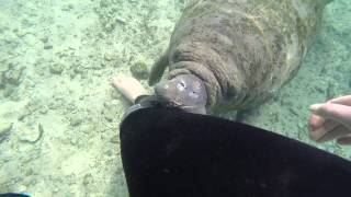 Curious Baby Manatee [upl. by Janenna]