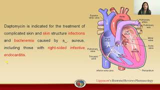 Daptomycin Pharmacology [upl. by Bradshaw]