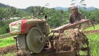 Joki Muda Traktor Sawah Membajak Lahan Yang Lama Tidak di Tanami [upl. by Knowle]