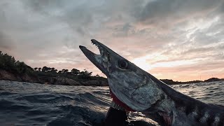 Chasse sous marine Méditerranée  Barracuda XXL [upl. by Aicemat]