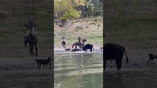 Dogs and people on horseback are working together to round up a stray bull [upl. by Lorin]