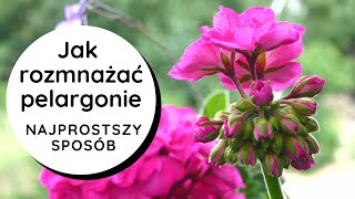 ❓Jak rozmnażać pelargonie❓ Najprostszy sposób👍 Jak zrobić szczepkisadzonki pelargonii🌸🌺 [upl. by Tepper]