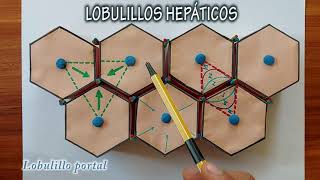 LOBULILLOS HEPÁTICOS [upl. by Cullie]