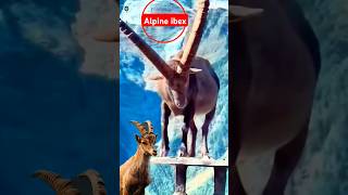 Alpine ibex facts likesadia animals wildlife goat [upl. by Yspyg]