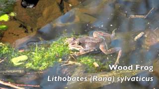 Lithobates Rana sylvaticus  Wood Frog [upl. by Denni]