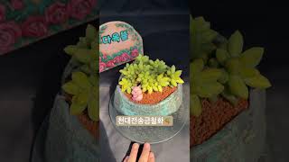 천대전송금철화Pachyphytum compactum 아프리카식물 반려식물 succulent 다육식물 plants 다육이 [upl. by Rodmann706]