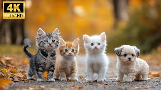 Baby Animals 4K 60 FPS  Joyful Moments In The Sun With Soothing Relaxing Piano Music amp Real Sound [upl. by Omiseno496]