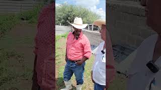 La crianza y cuidado de borregos no es fácil pero es buen negocio shorts borrego campo rancho [upl. by Harvison537]