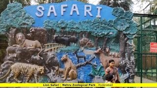 Lion Safari Ride in Nehru Zoological Park  Hyderabad [upl. by Suixela161]