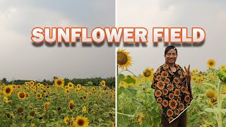 Visiting the Viral SUNFLOWER Garden in Doyapur Nagaland [upl. by Melvina473]