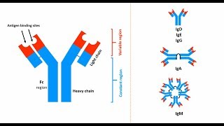 Antibodies Structures types and functions [upl. by Anaeel]