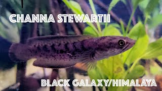 Channa Stewartii  Black Galaxy  Himalaya and Arunachal comparison 4K ENG [upl. by Aromat]