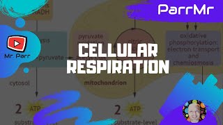 Cellular Respiration Song [upl. by Eshman]