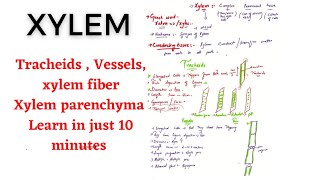 XYLEM tracheids vessels xylem fibres and xylem parenchyma [upl. by Cave]