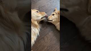 Wow so cute 🥰😱 shorts youtubeshorts doglover dog [upl. by Hulburt159]