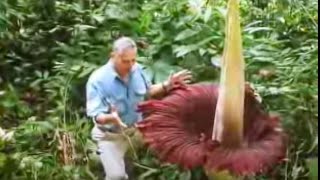 The Biggest Flower in the World  Titan Arum  David Attenborough  BBC Studios [upl. by Enoryt]