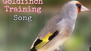 Goldfinch Bird Singing Song Video To Training Goldfinch bird [upl. by Pinette]