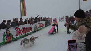 Internationales Schlittenhunderennen Todtmoos 2019  Impressionen vom 26012019 [upl. by Acinorav]