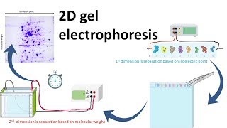 2D gel electrophoresis [upl. by Karney]