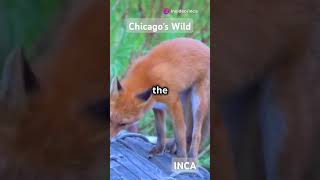 Chicagos Wildlife Wonders Illinois local natural parks tour naturepark [upl. by Gefell]