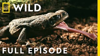 Monsters of the Costa Rica Jungle Full Episode  Dead by Dawn [upl. by Eem]