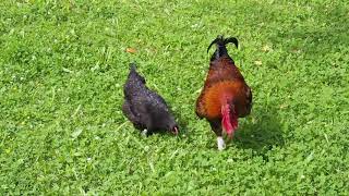 Coq Marans féconde ses poules  Rooster Marans fertilized his chickens [upl. by Lambart]