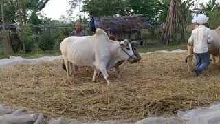 Mangsir ma dhan dahi lauda ramailo gariyo Village life Dhan dahi lako [upl. by See]