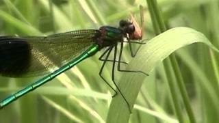 Dragonfly and Damselfly Eating [upl. by Ilrak955]