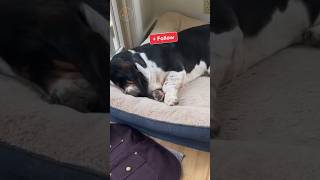 🐶🥰YIPI YIPIYAPA YAPA⚡️⚡️  Miaus y Guaus 🐶😸 ¡SÍGUENOS perros dogs shorts funny [upl. by Cortney27]